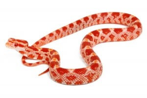 Pantherophis guttatus, albinos